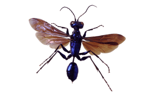 Flying Bug PNG