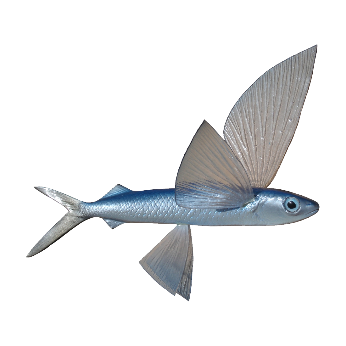Flying Fish Transparent Photo