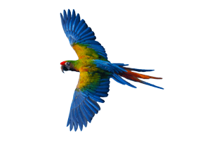 Flying Parrot PNG
