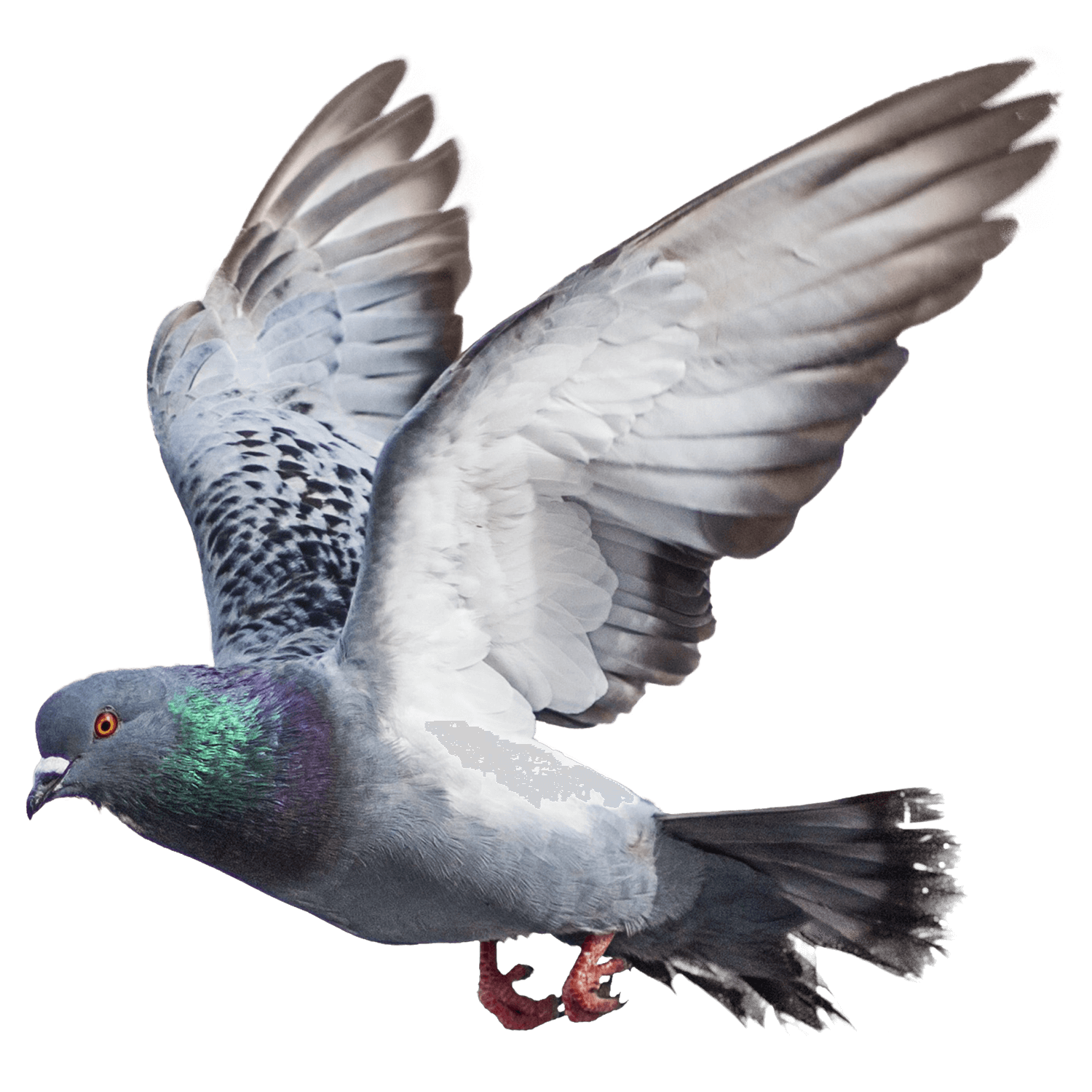 Flying Pigeon Transparent Photo