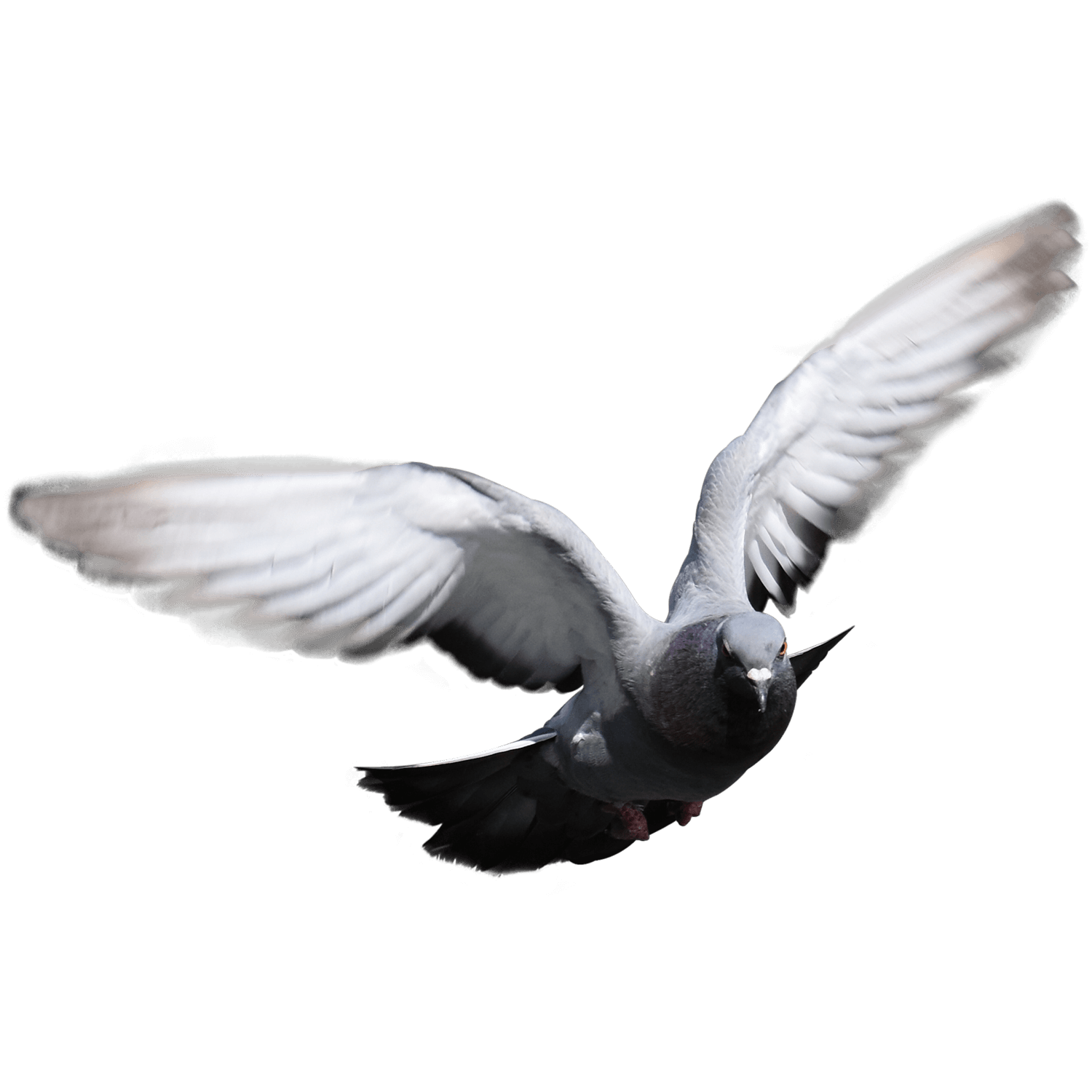 Flying Pigeon Transparent Picture
