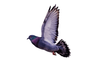 Flying Pigeon PNG