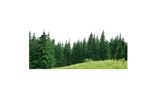 Forest PNG