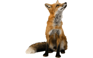 Fox PNG