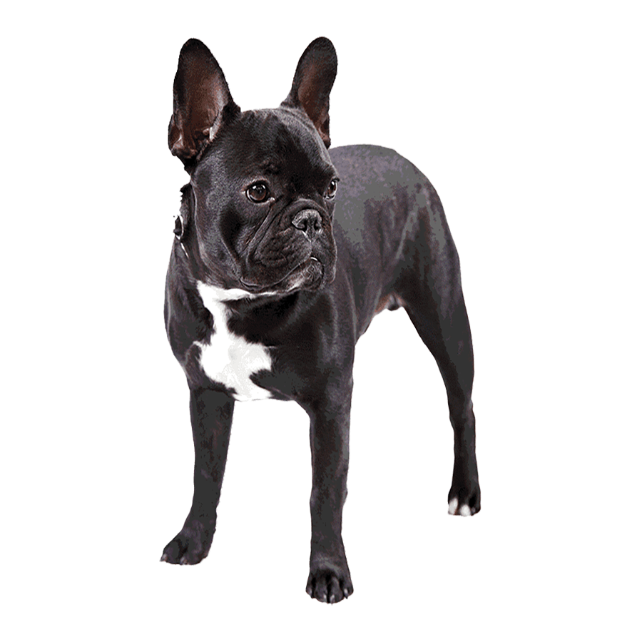 French Bulldog Transparent Image