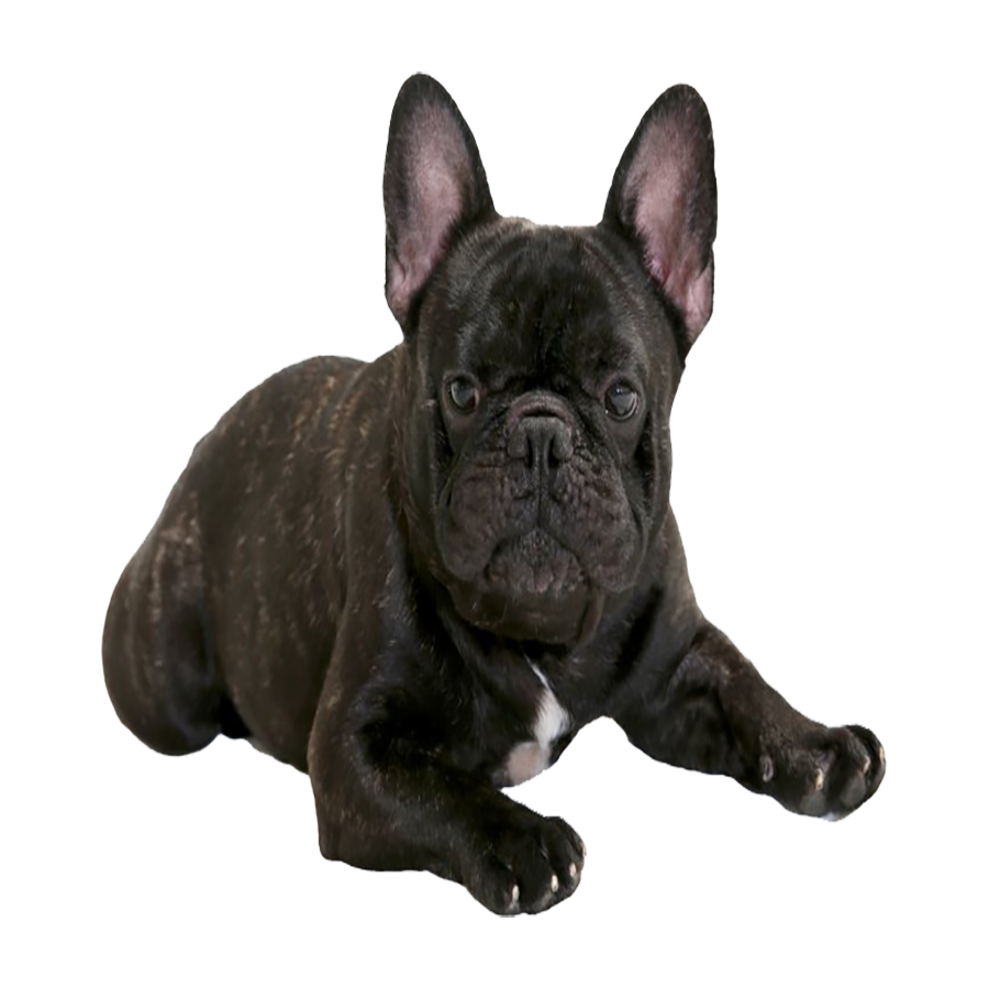 French Bulldog Transparent Photo