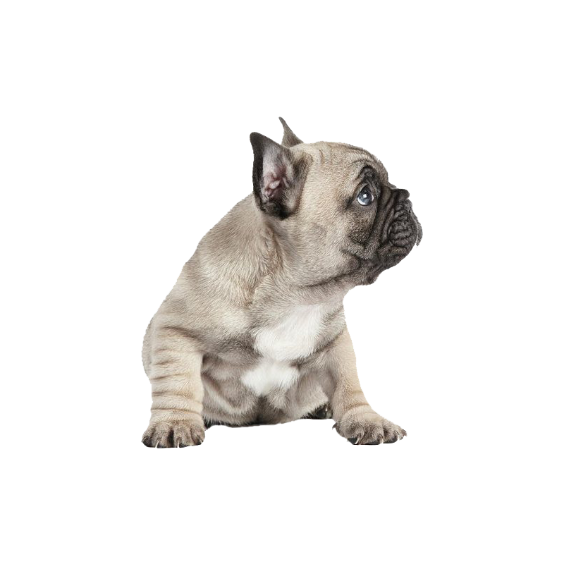French Bulldog Transparent Clipart