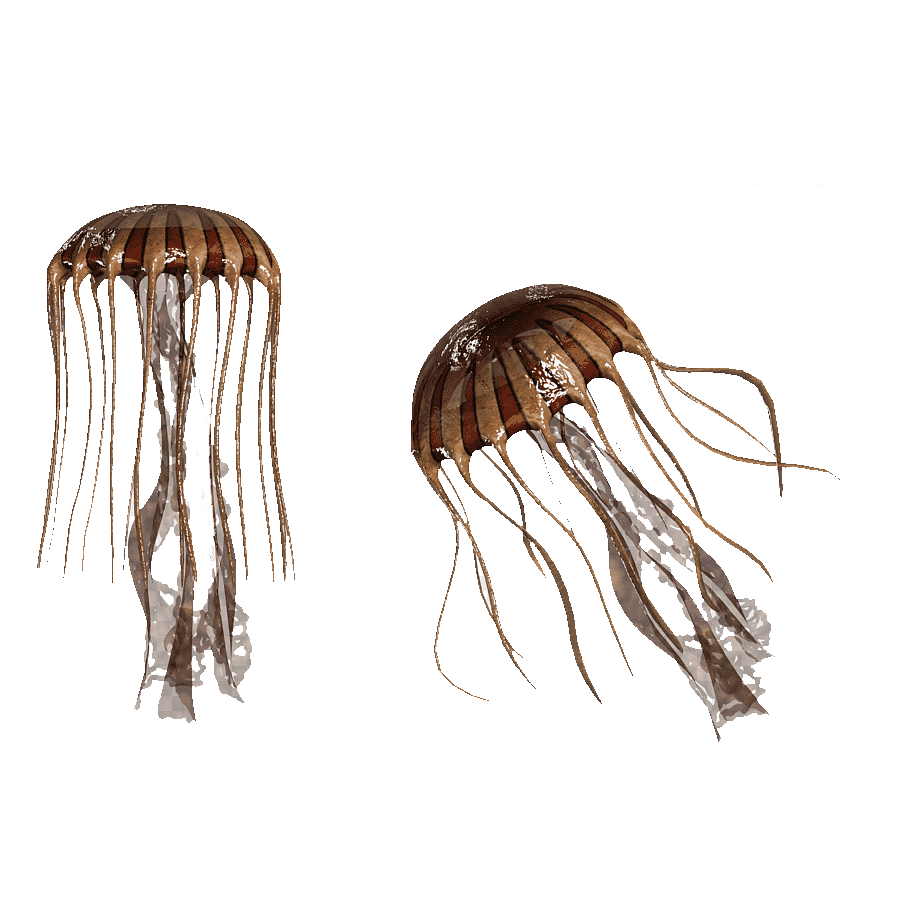 Freshwater Jellyfish Transparent Gallery