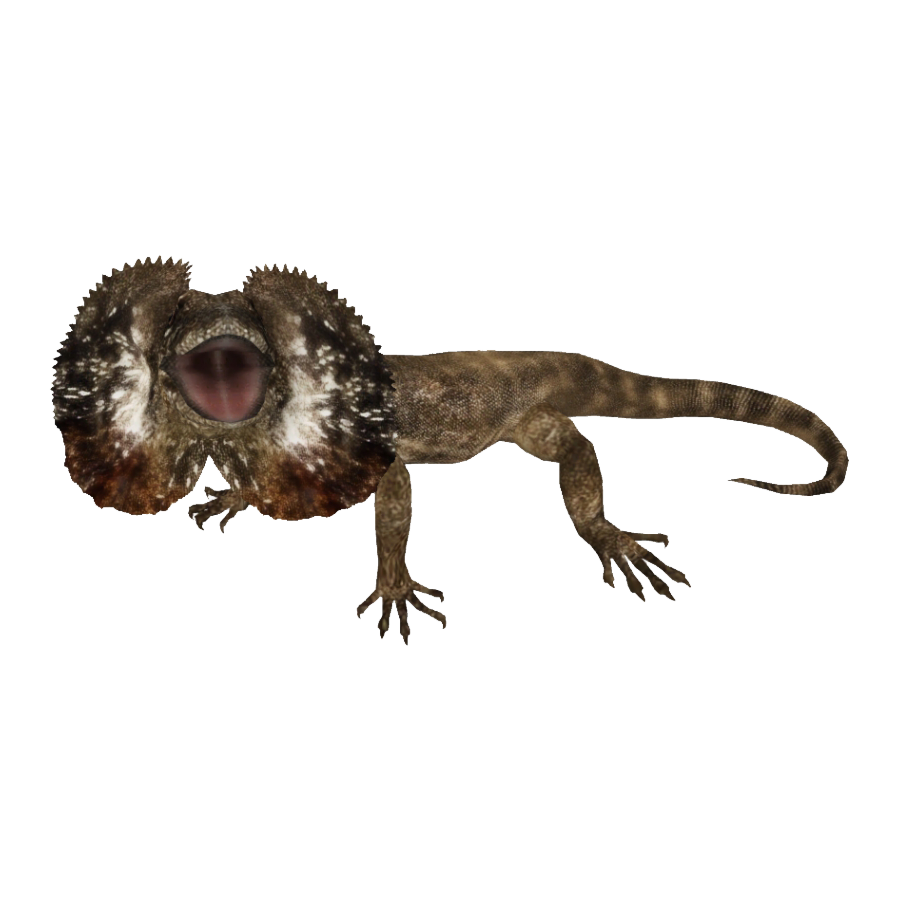 Frilled Lizard Transparent Photo