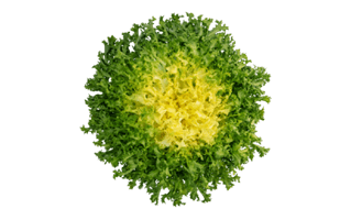 Frisee PNG