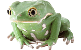 Frog PNG