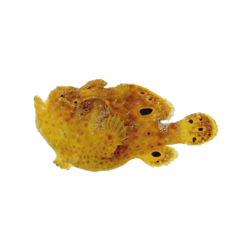 Frogfish Transparent Clipart