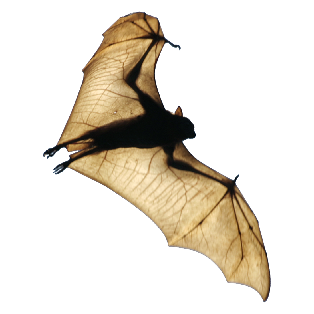 Fruit Bat Transparent Image