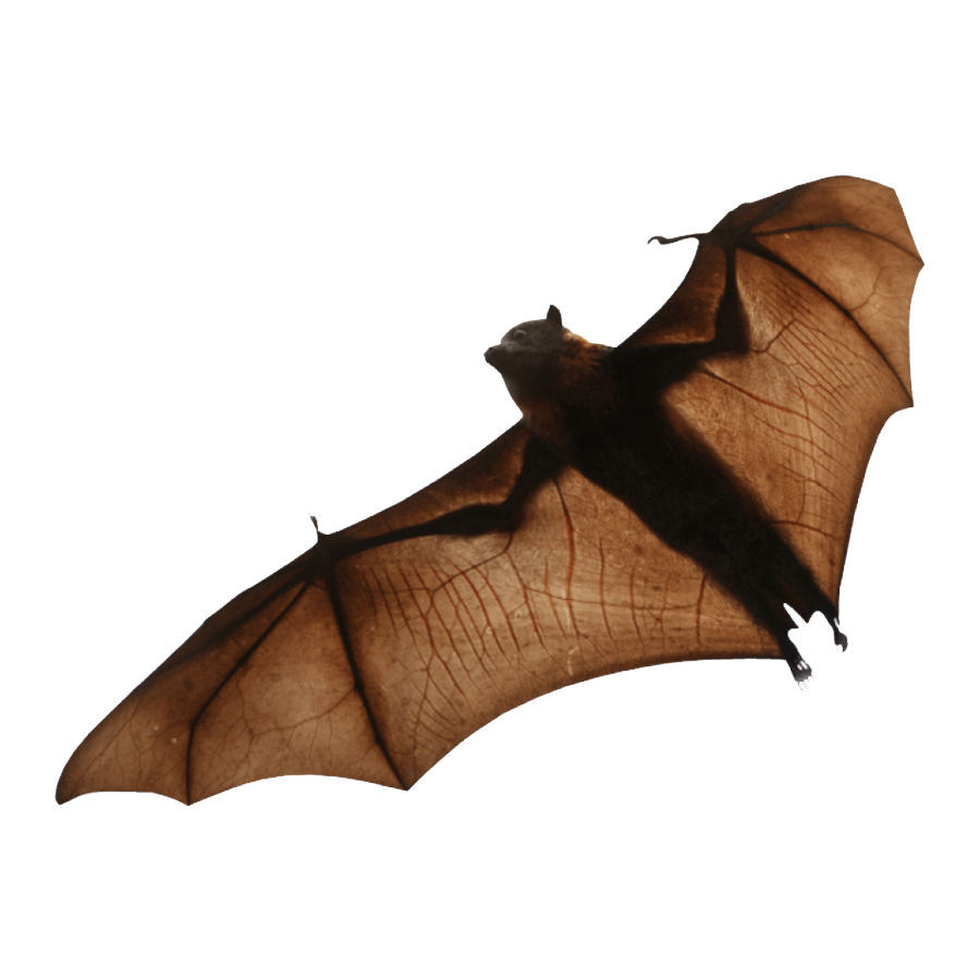 Fruit Bat Transparent Photo