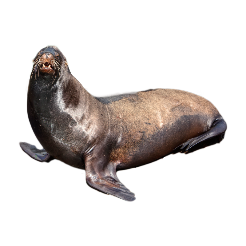 Fur Seal Transparent Image