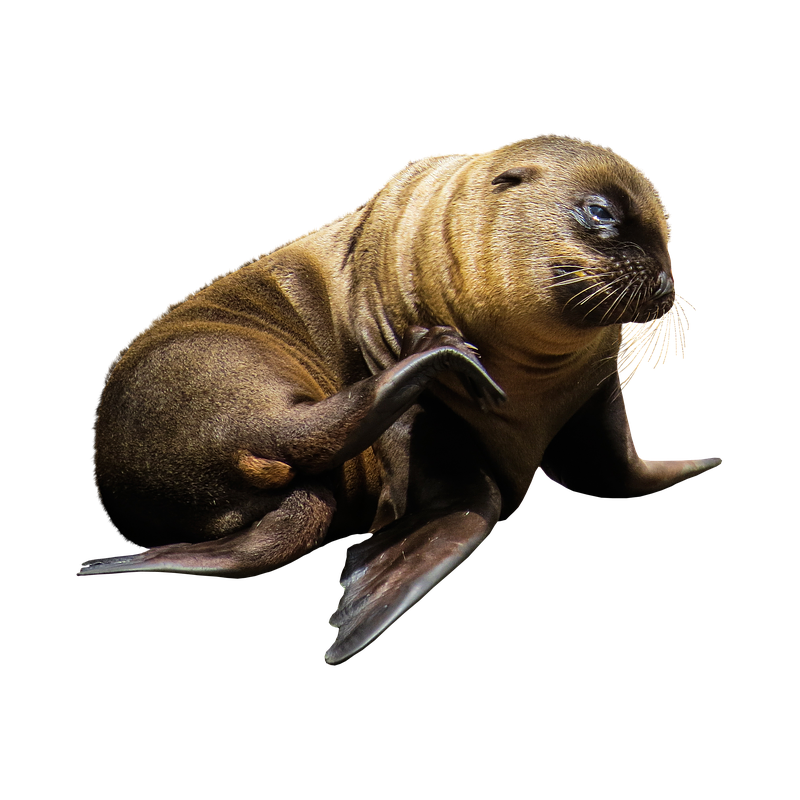 Fur Seal Transparent Photo