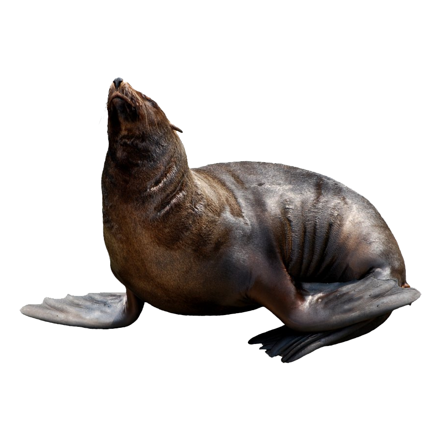 Fur Seal Transparent Clipart