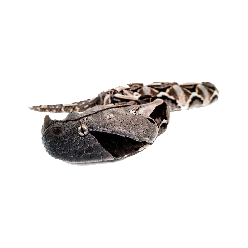Gaboon Viper Transparent Picture