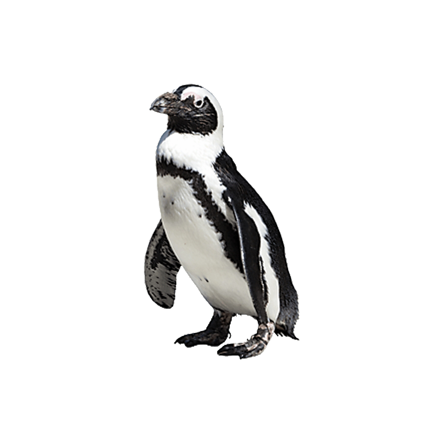 Galapagos Penguin Transparent Photo