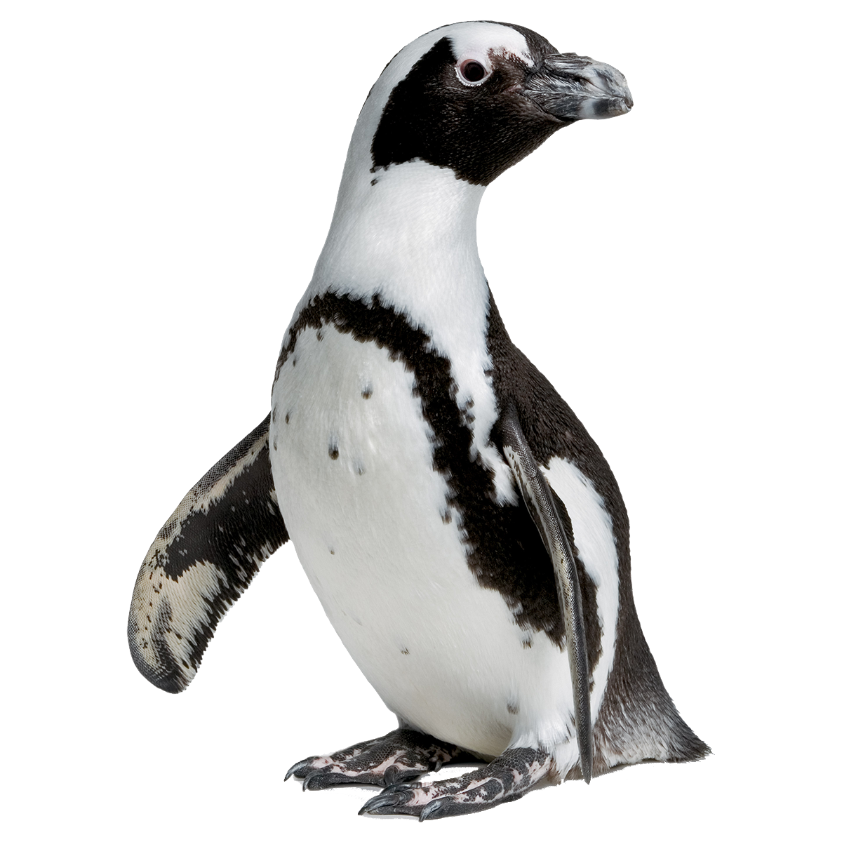 Galapagos Penguin Transparent Picture