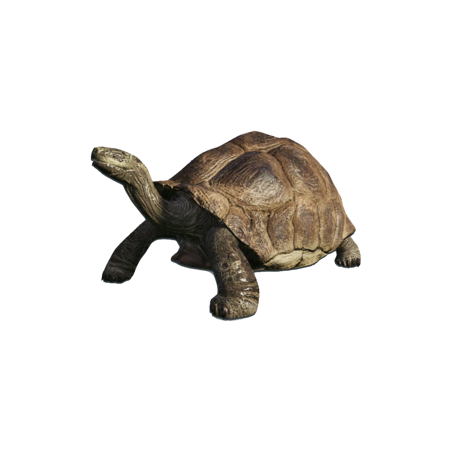 Galapagos Tortoise Transparent Image