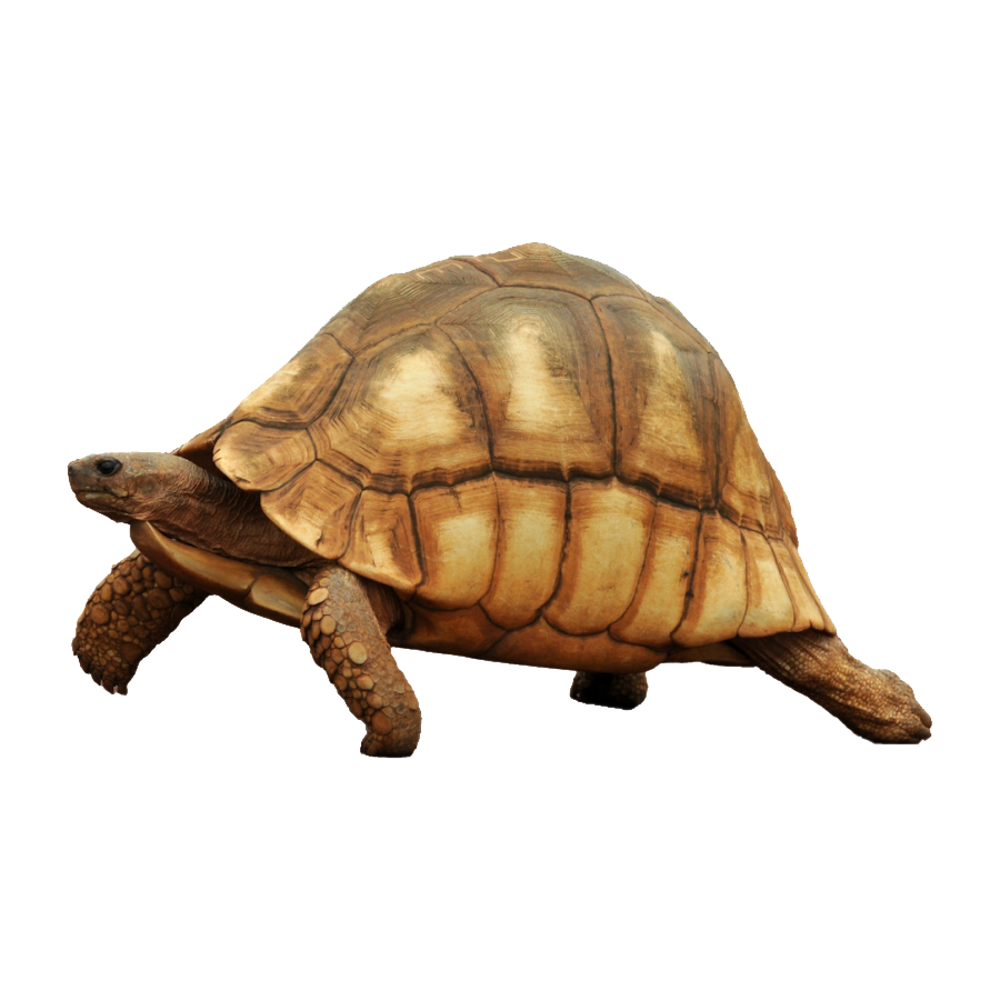 Galapagos Tortoise Transparent Photo