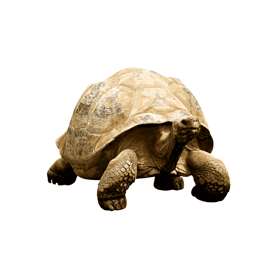 Galapagos Tortoise Transparent Picture
