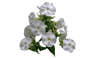 Garden Phlox PNG