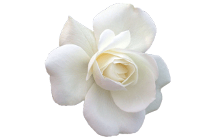 Gardenia Flower PNG