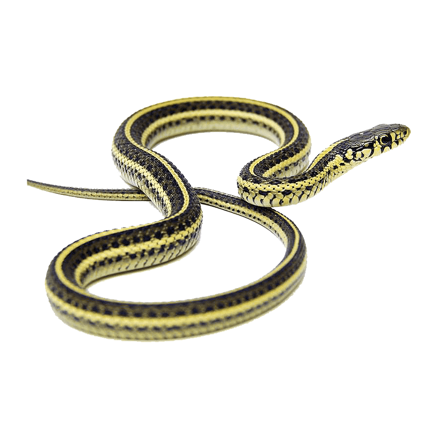 Garter Snake Transparent Photo