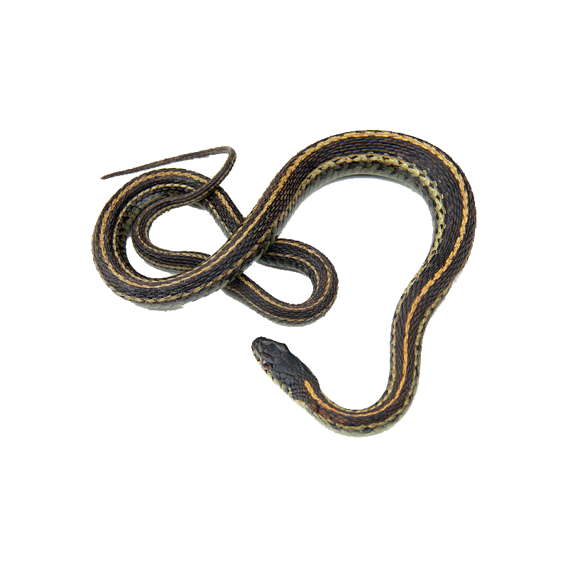 Garter Snake Transparent Clipart