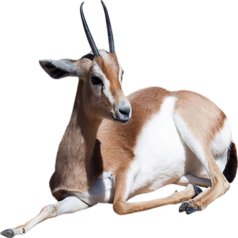 Gazelle Transparent Photo