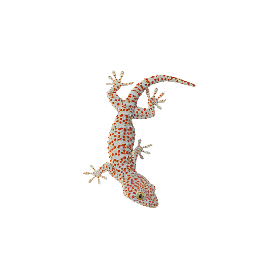 Gecko Transparent Image