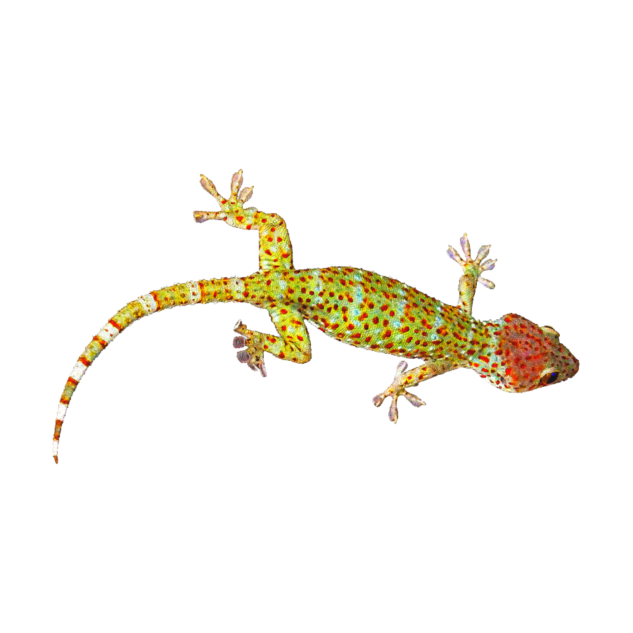 Gecko Transparent Photo