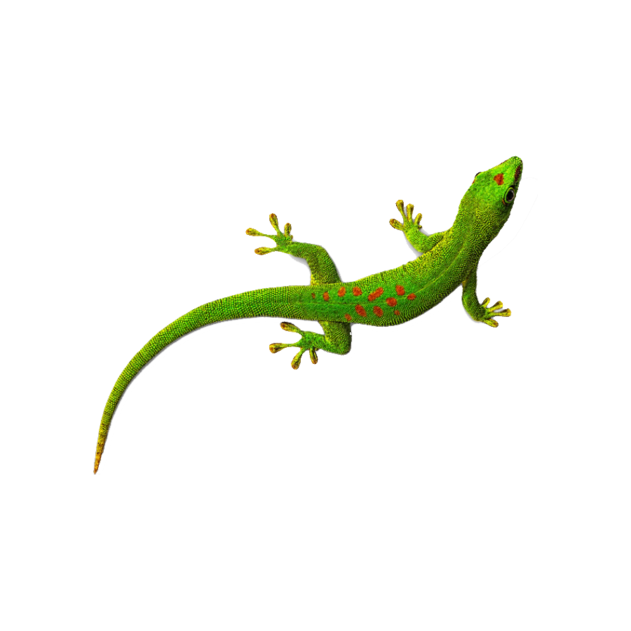Gecko Transparent Picture