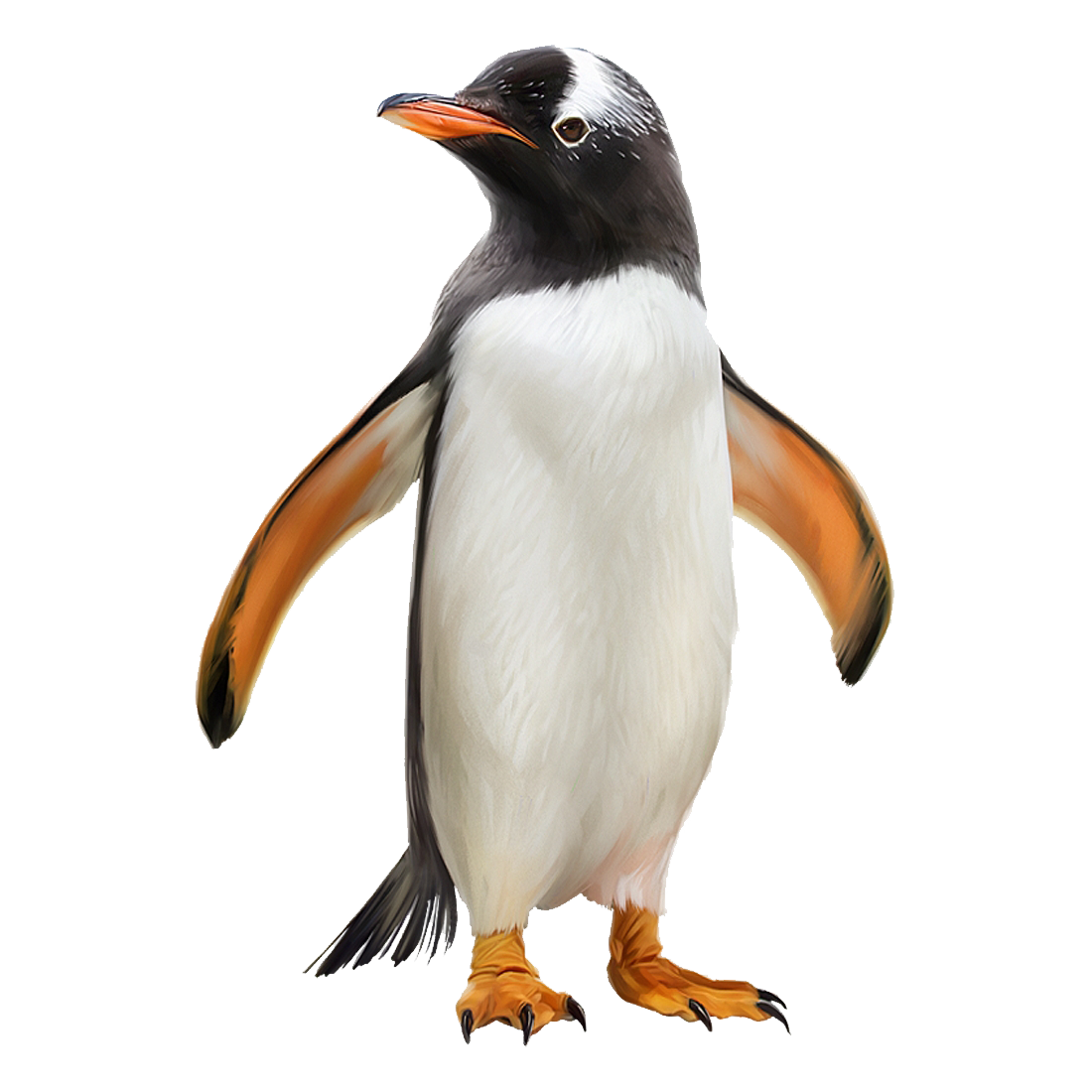 Gentoo Penguin Transparent Photo