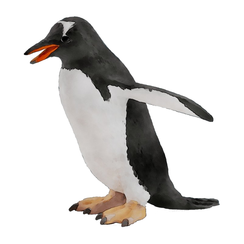 Gentoo Penguin Transparent Gallery