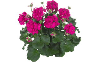 Geraniums PNG