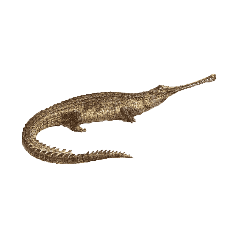 Gharial Transparent Picture