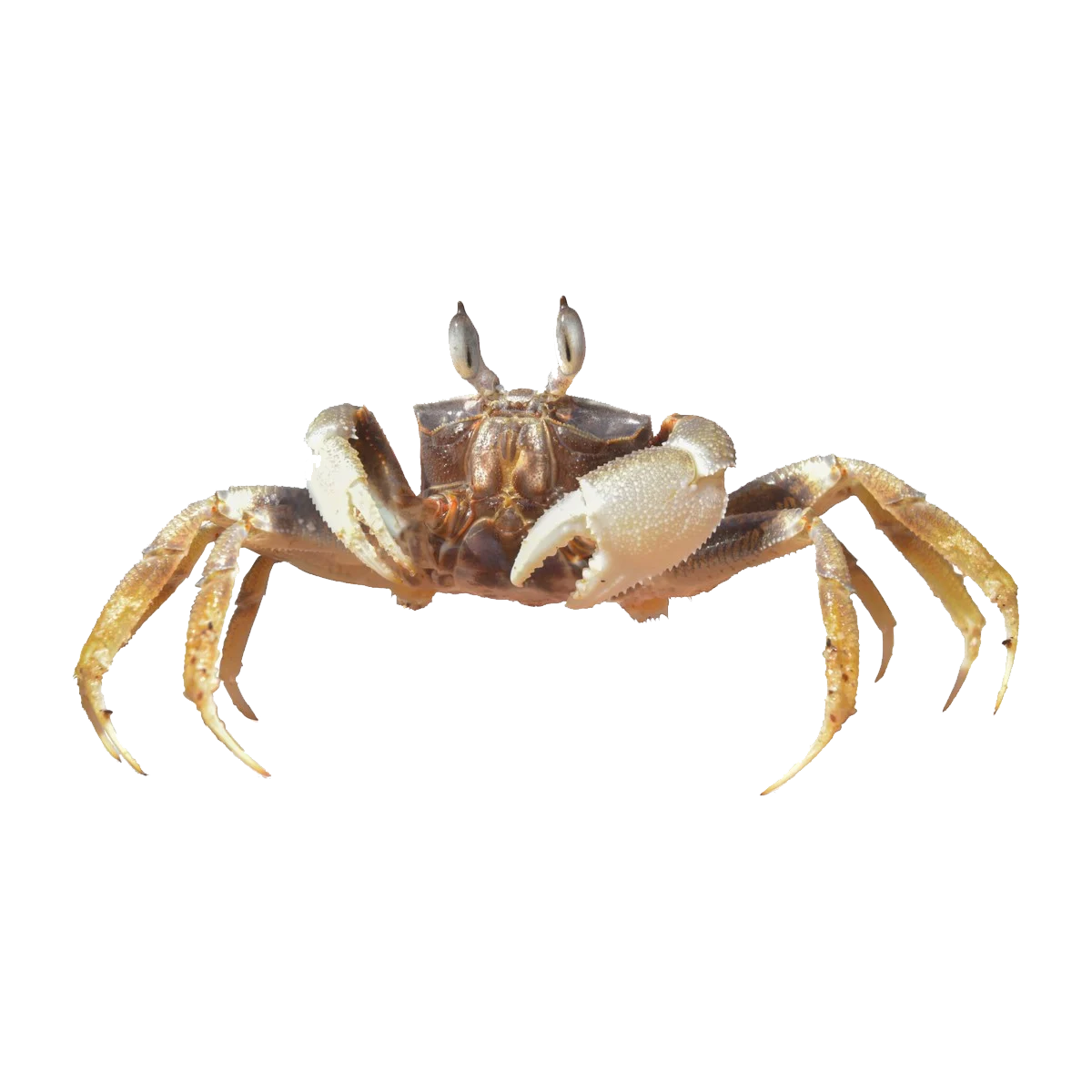 Ghost Crab Transparent Photo
