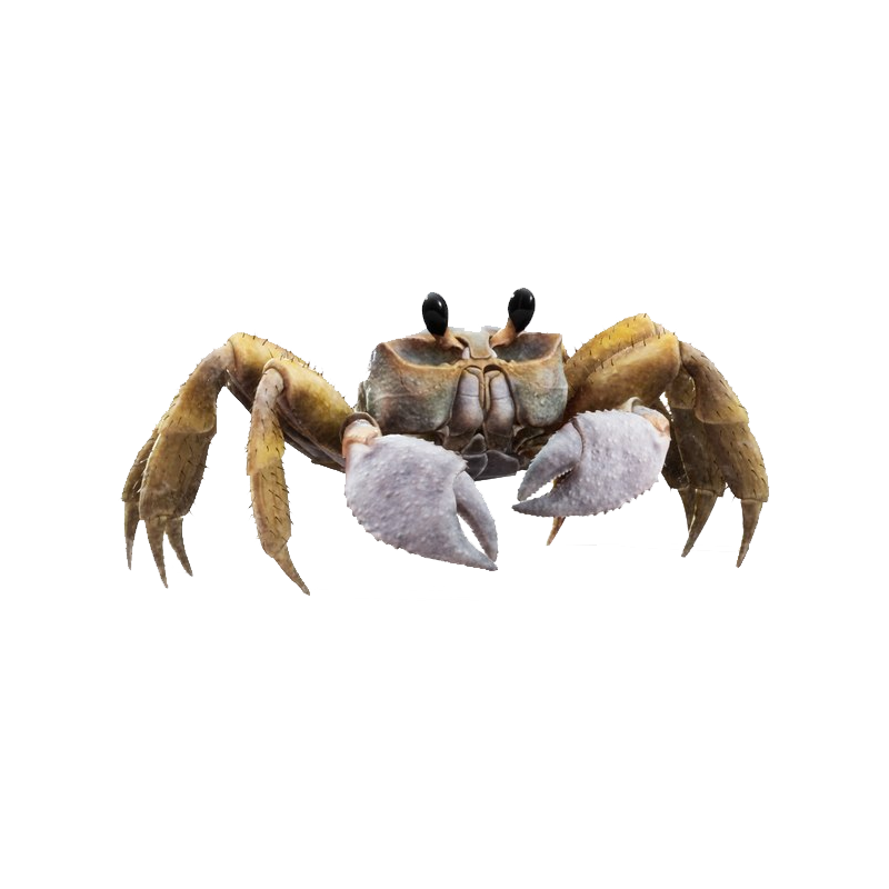 Ghost Crab Transparent Picture