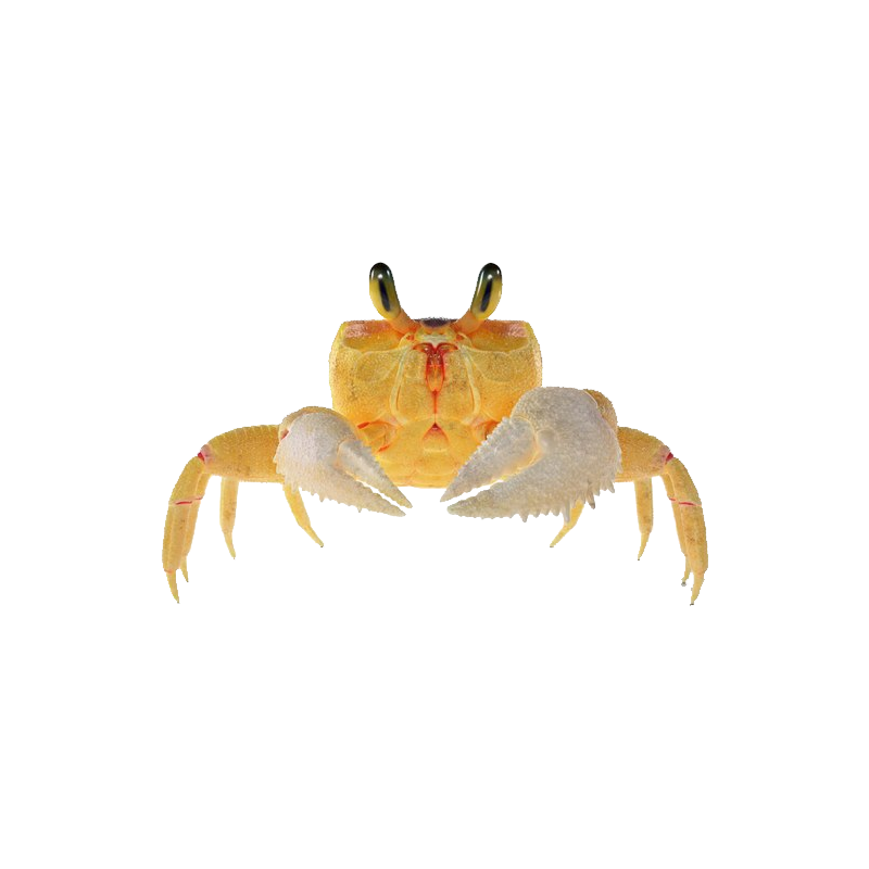 Ghost Crab Transparent Clipart