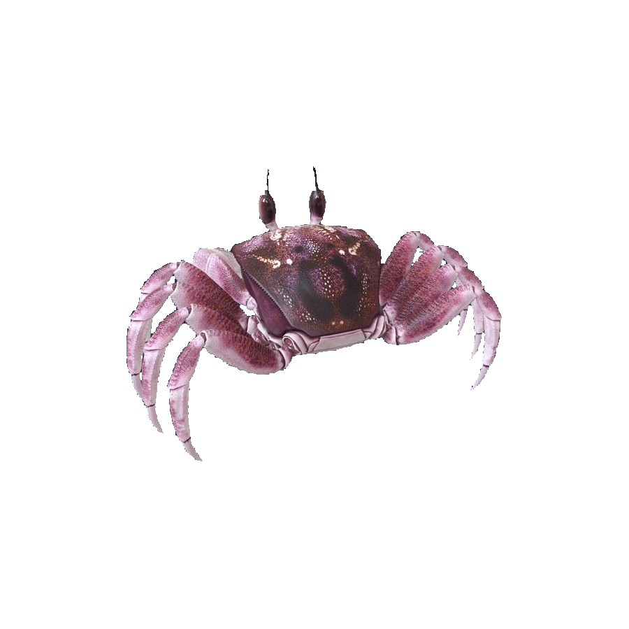 Ghost Crab Transparent Gallery
