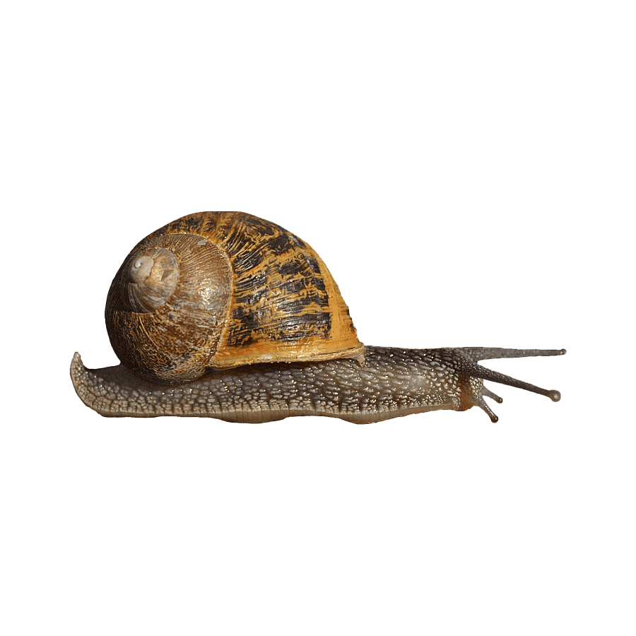 Giant African Land Snail Transparent Photo
