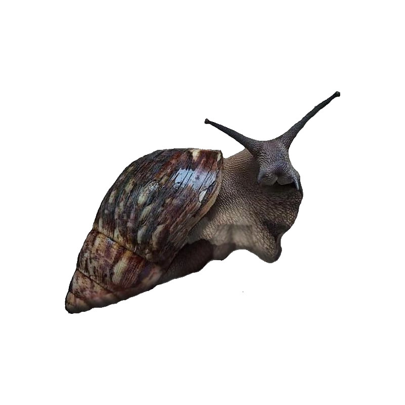 Giant African Land Snail Transparent Picture