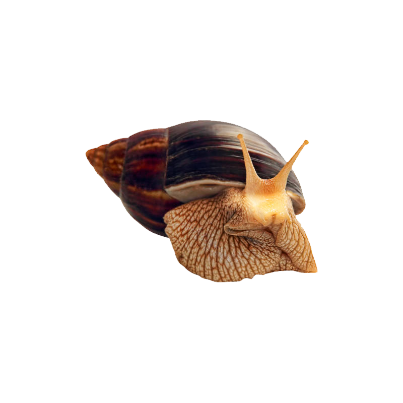 Giant African Land Snail Transparent Clipart