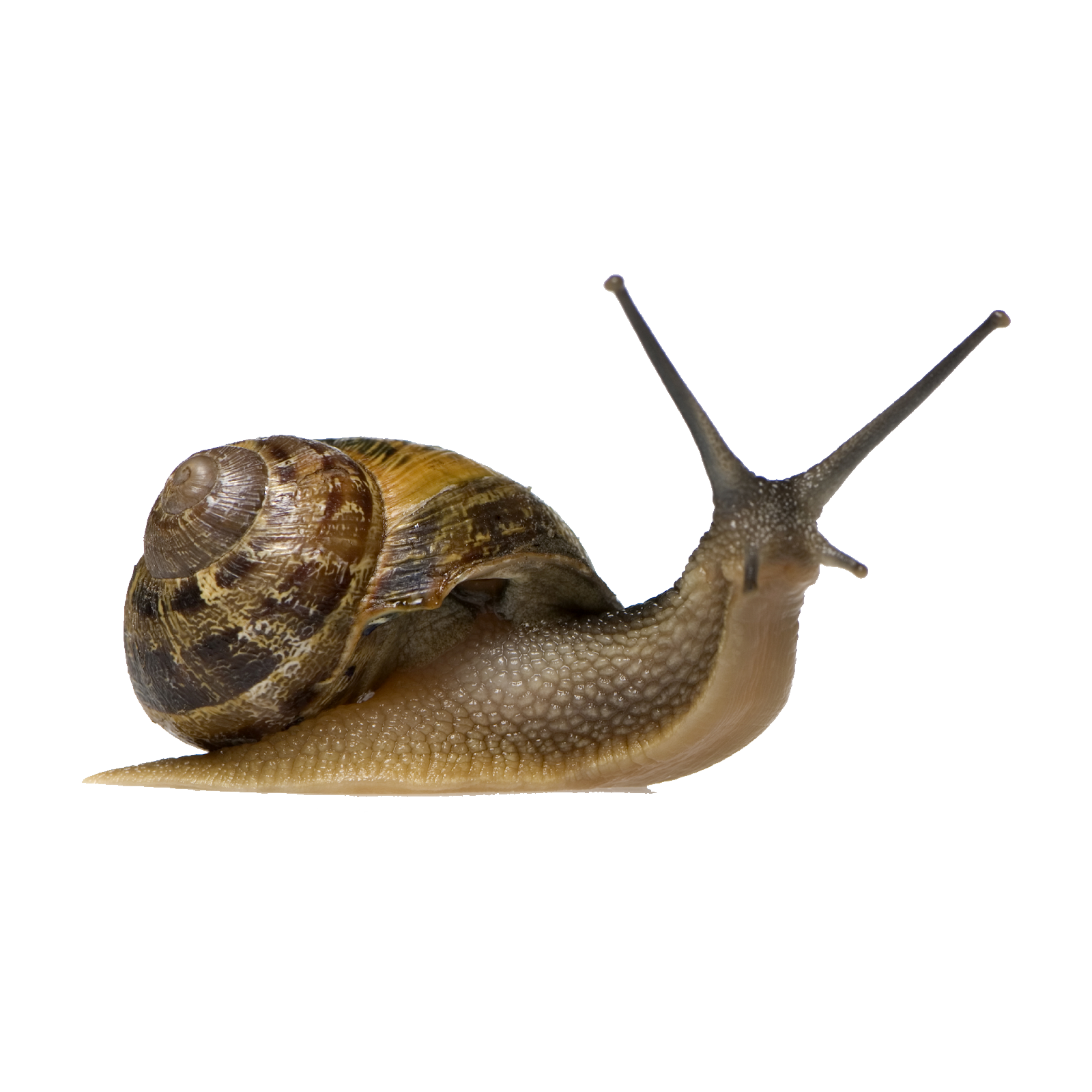 Giant African Land Snail Transparent Gallery