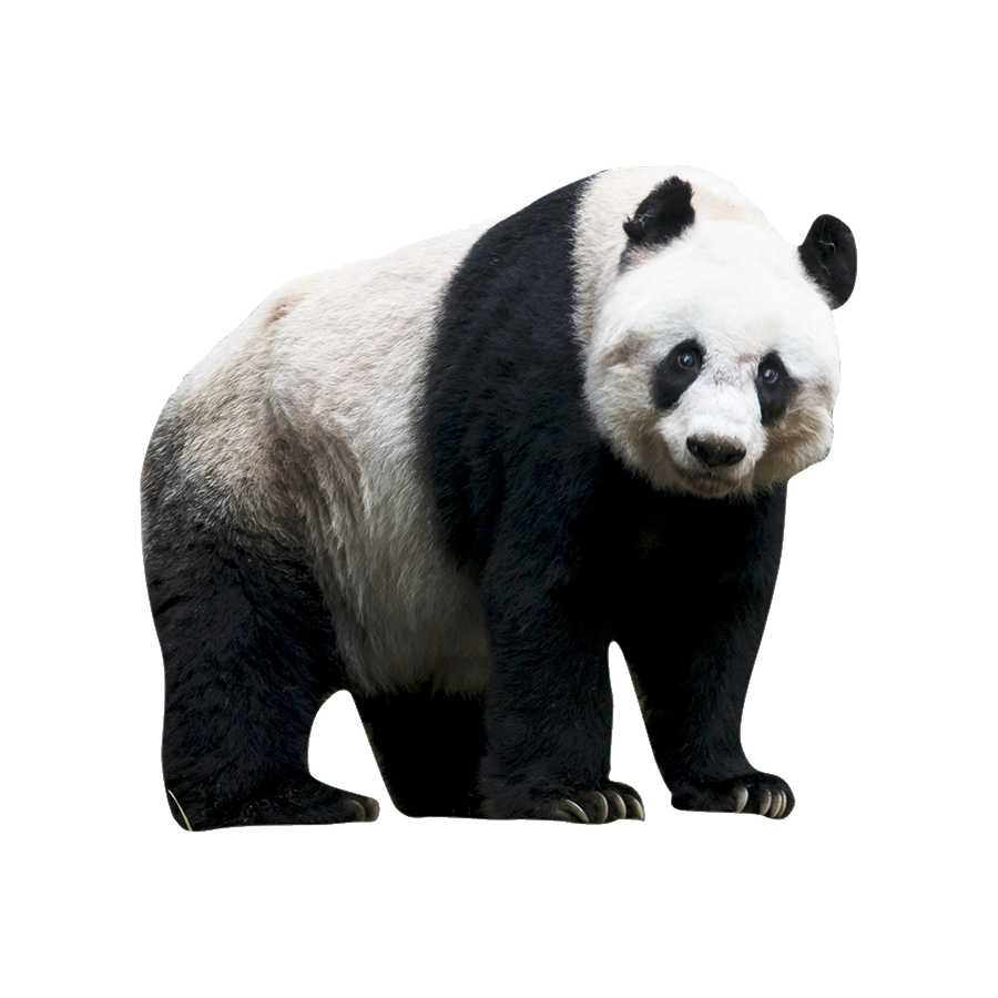 Giant Panda Bear Transparent Image