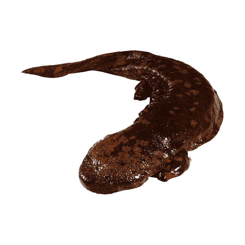 Giant Salamander Transparent Clipart