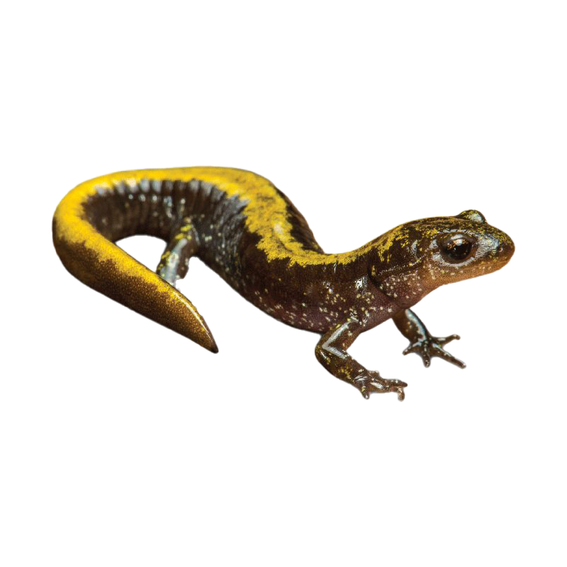 Giant Salamander Transparent Gallery